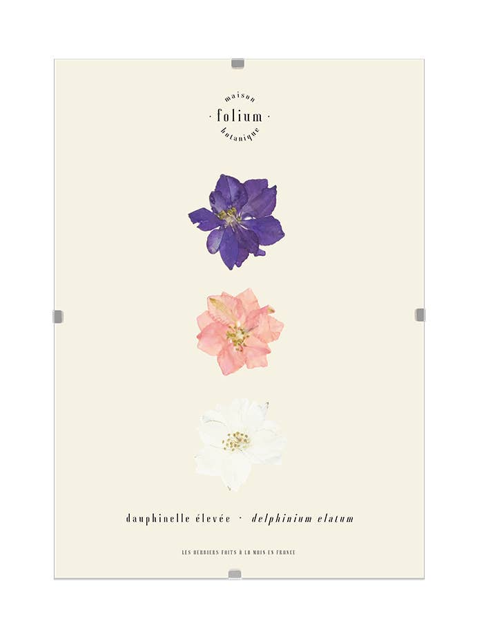 #43 · The Dauphinelles for wholesale by Folium - Maison Botanique