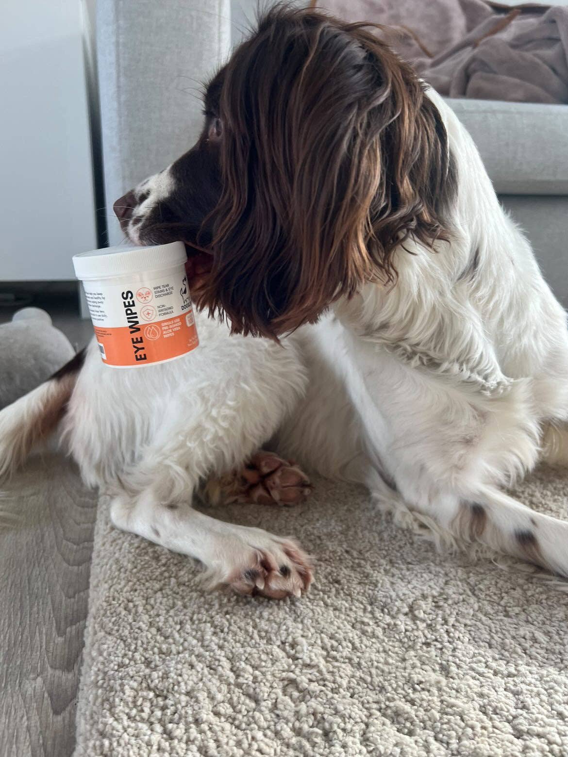 OurPetsLife - Venta al por mayor Artículo de aseo para mascotas - Perros - Toallitas para ojos para perros5