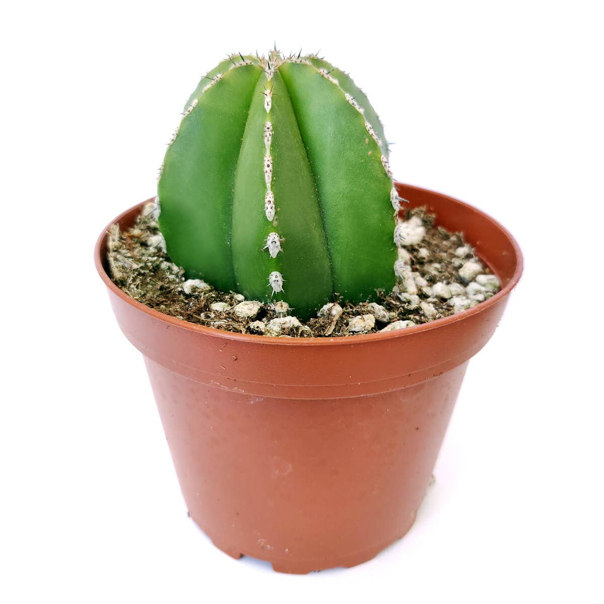 Best Plant Friend - Wholesale Live Plant - Pachycereus Marginatus Mexican Fence Post Cactus 2in/4in Pot1
