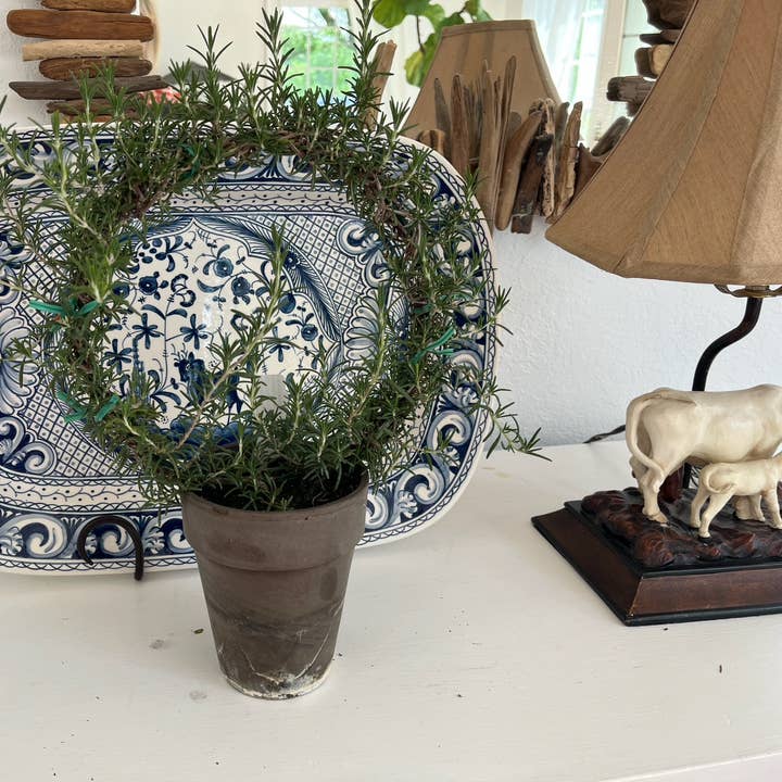 Live 8 inch Rosemary Ring in 5 inch pot for wholesale by Sunrise Topiaries