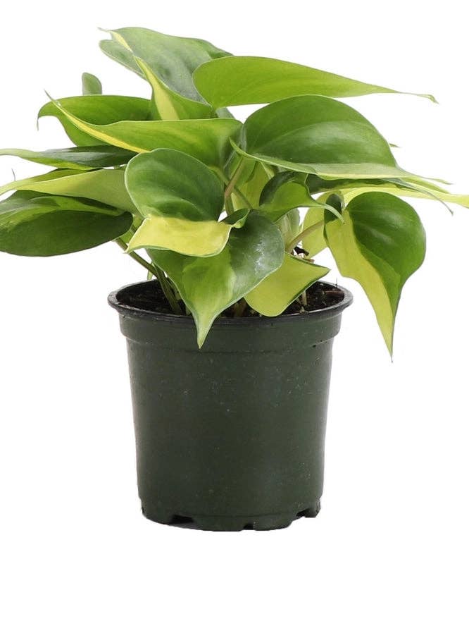 Philodendron du Brésil - Plante vivante pour la vente par UniqueMartandHome