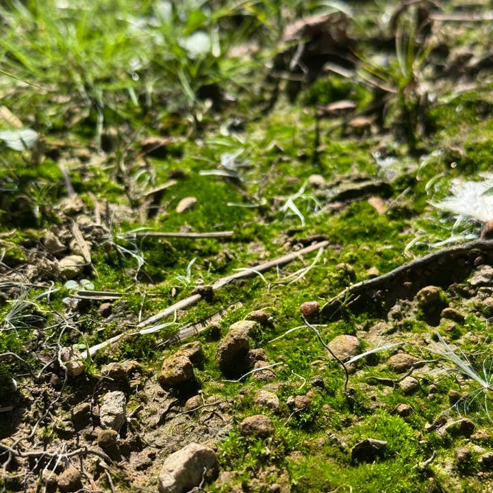 Mossify - Wholesale Plant (Non-Succulent) - Growable Moss for Sun – Live Moss Fragments for Landscaping6