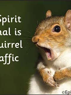 Ímã-Meu espírito animal é um esquilo no trânsito. por atacado de Ephemera