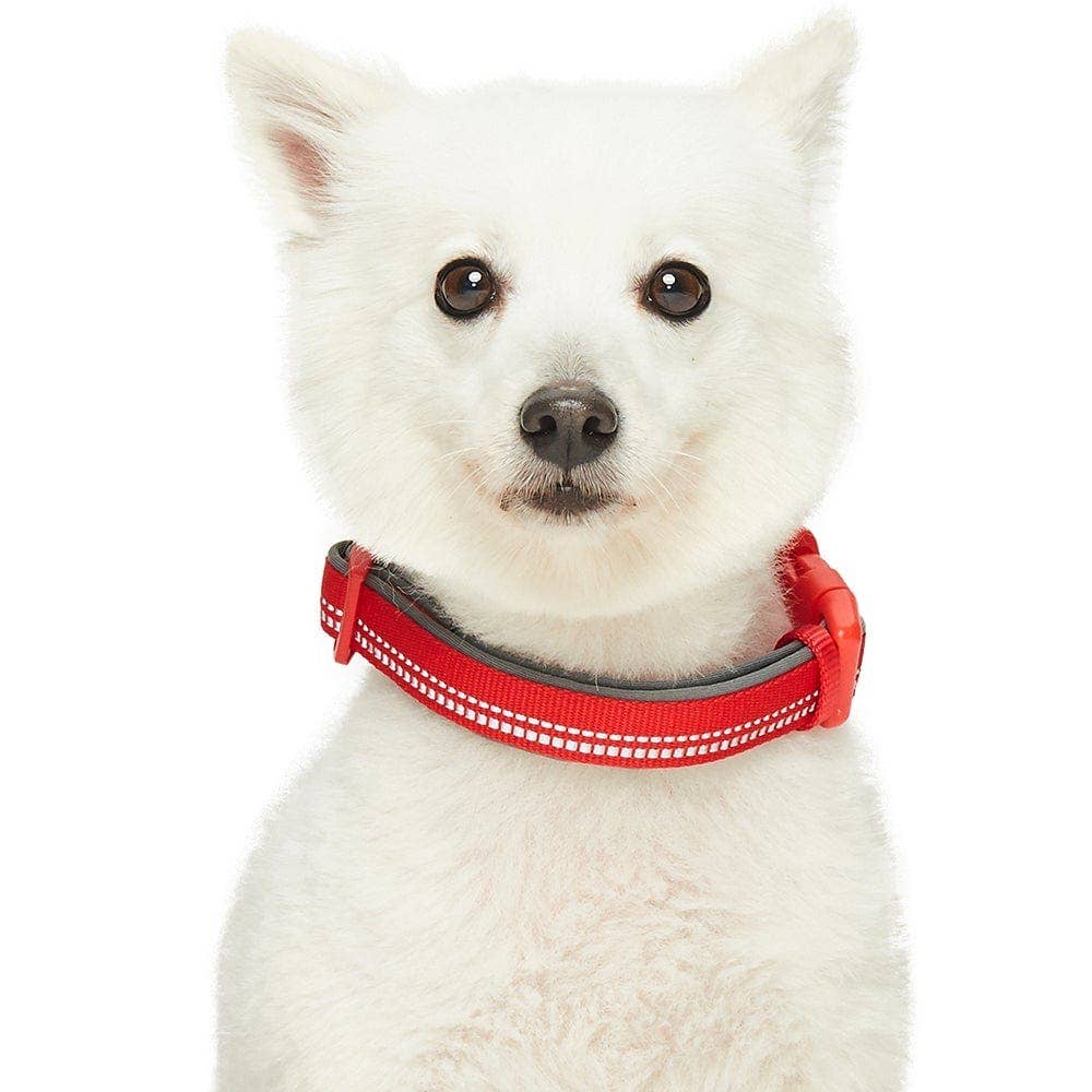 Blueberry Pet - Vente Collier – chien - Collier de sécurité rembourré en néoprène souple réfléchissant 3M14