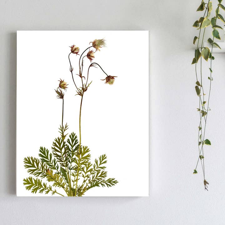 Imprimé botanique fleur de fumée des Prairies pour la vente par Little Green Herbaria