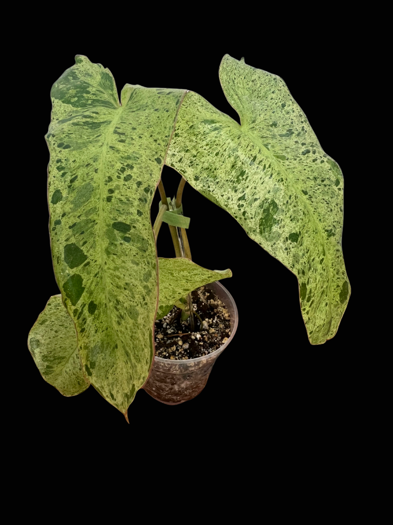 Rubber Plant Sticker – Idlewild Co.
