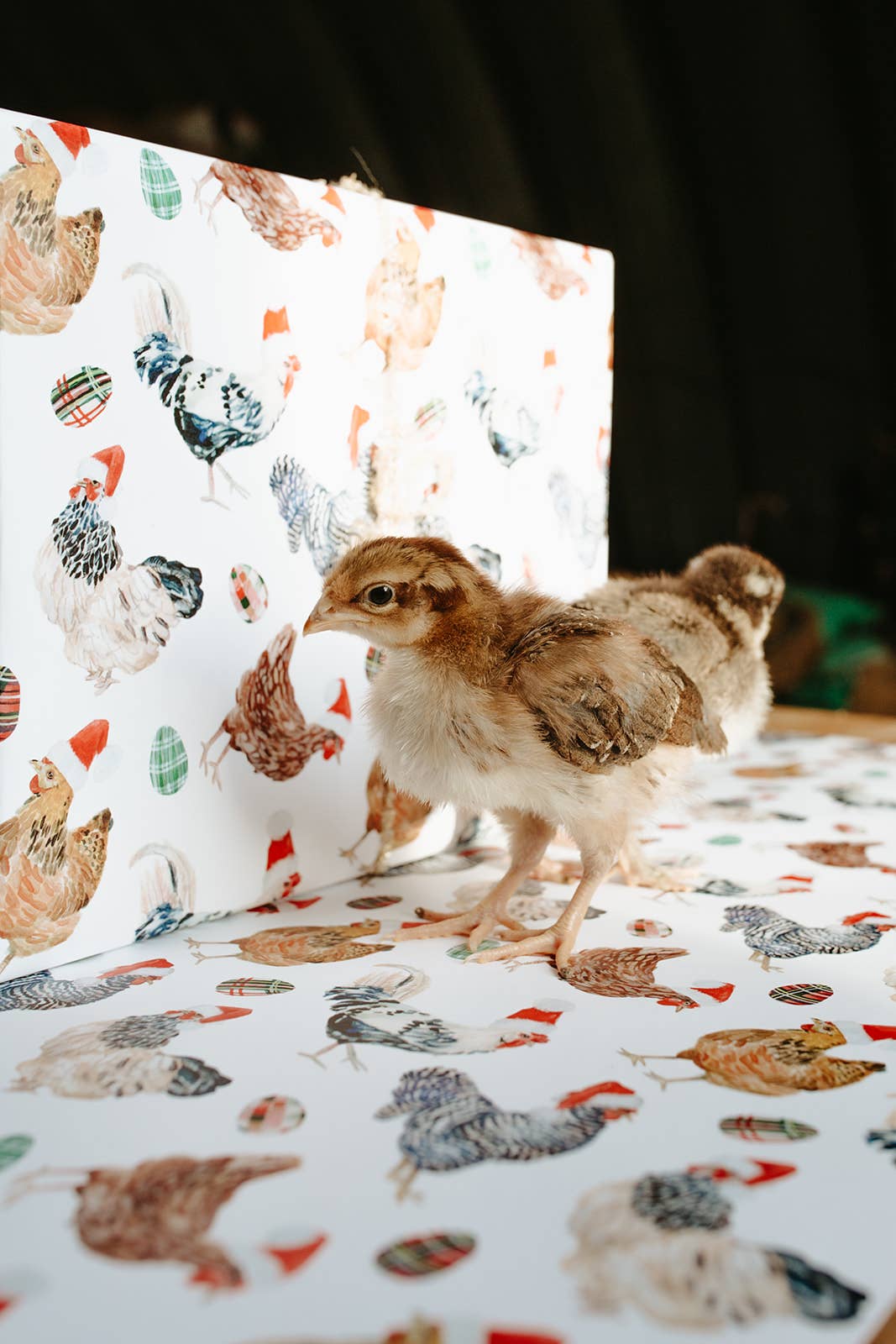 Lana's Shop - Wholesale Flat Wrap - Christmas Chickens in Santa Hats Single Sheet Gift Wrap8