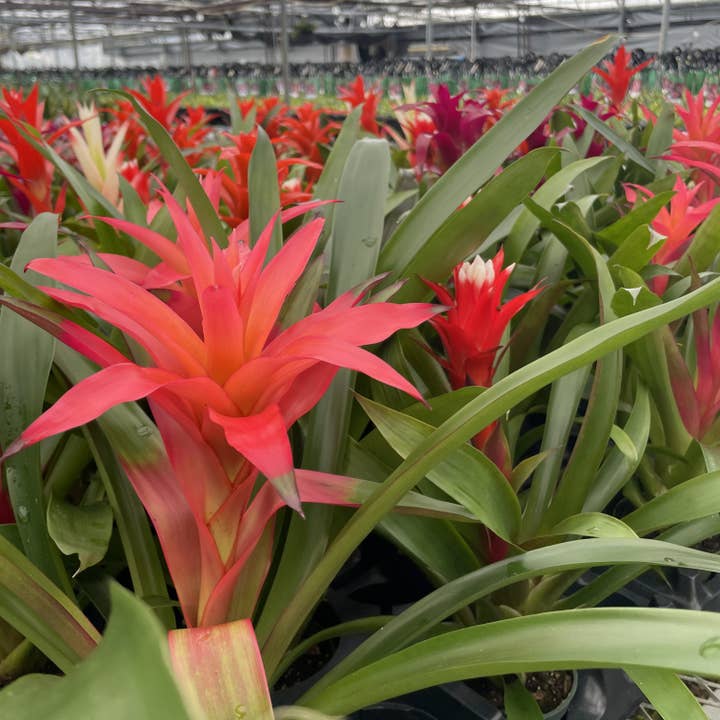 Thorsen's Greenhouse - Wholesale Live Plant - Bromeliad Guzmania- 4" Live Plant - Assorted