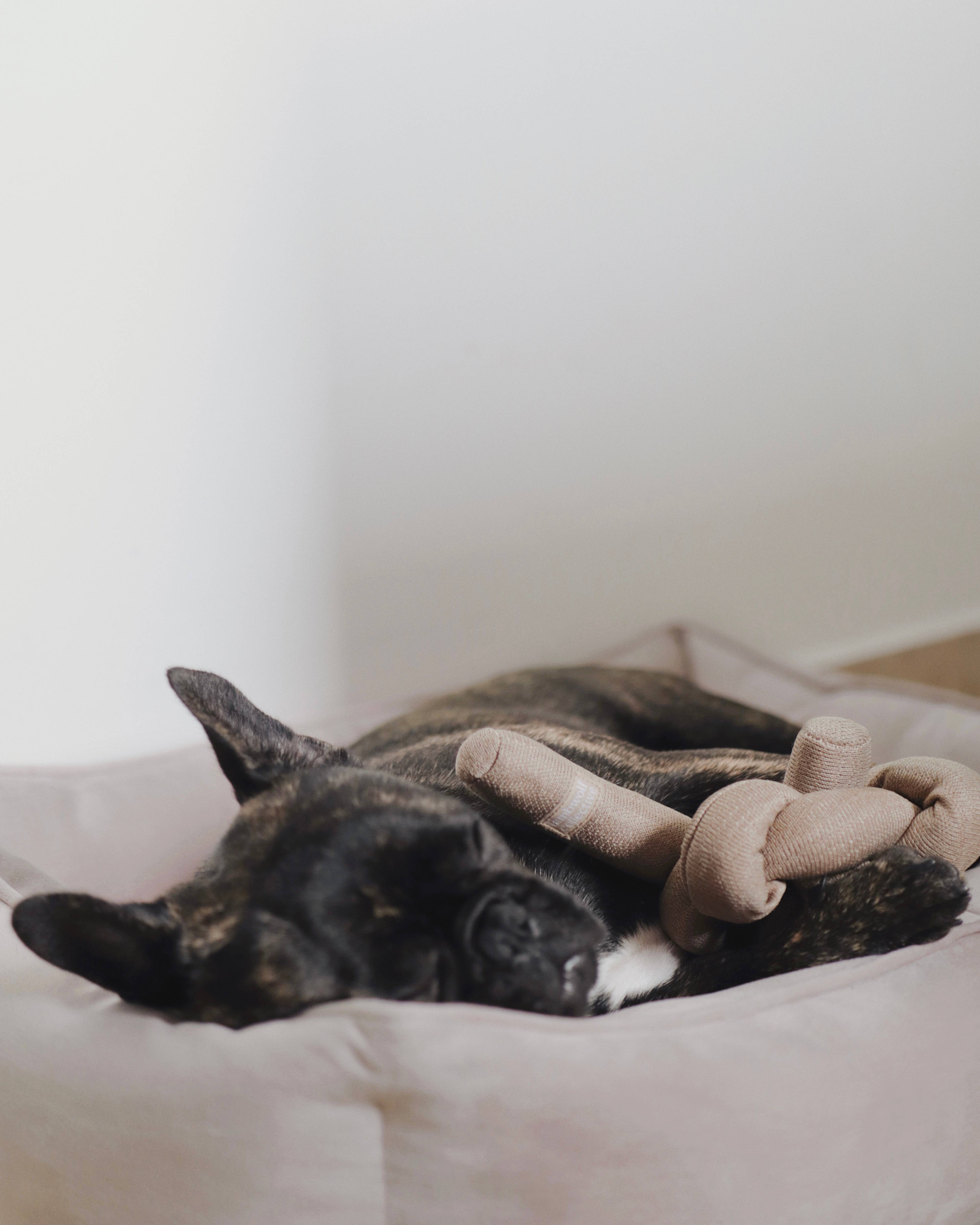 Lambwolf Collective - Wholesale Pet Toy - Dog - NOU//TAN//ENRICHMENT DOG TOY2