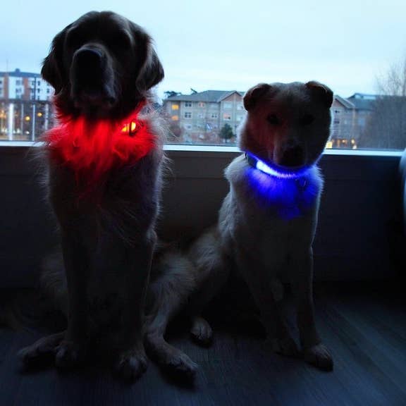Puppy LED - Wholesale Pet Collar - Dog - LED Dog Collar13