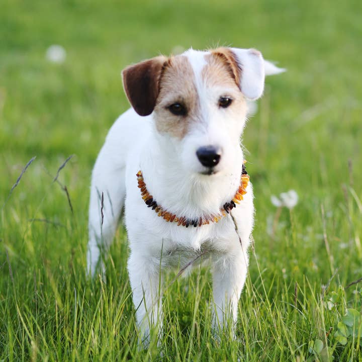 The Natural Amber - Wholesale Pet collar – Cat/dog - Cherry & Cognac & Honey Amber Pet Collar4