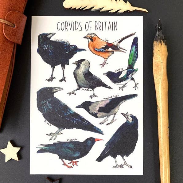 Corvids of Britain Art Blank Postcard for wholesale by Alexia Claire Ltd