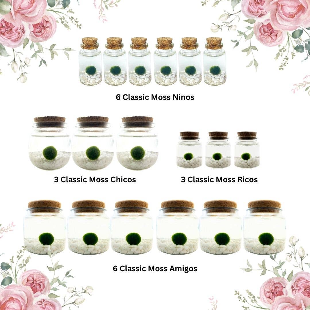 Moss Amigos | Moss Ball Terrariums - Wholesale Live Plant - Nursery Retail Kit Z1