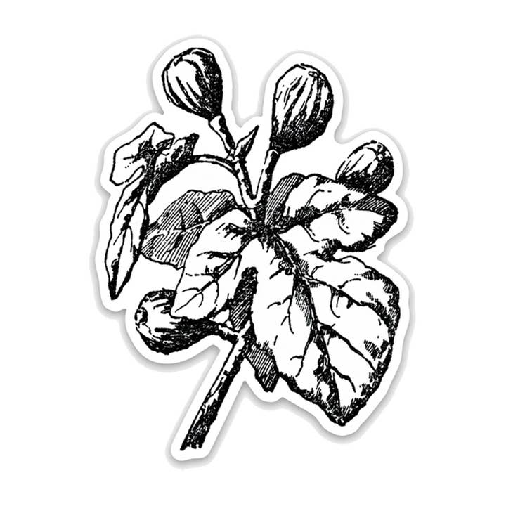 Autocolante de Vinil Figo Botânico por atacado de Knapping Press