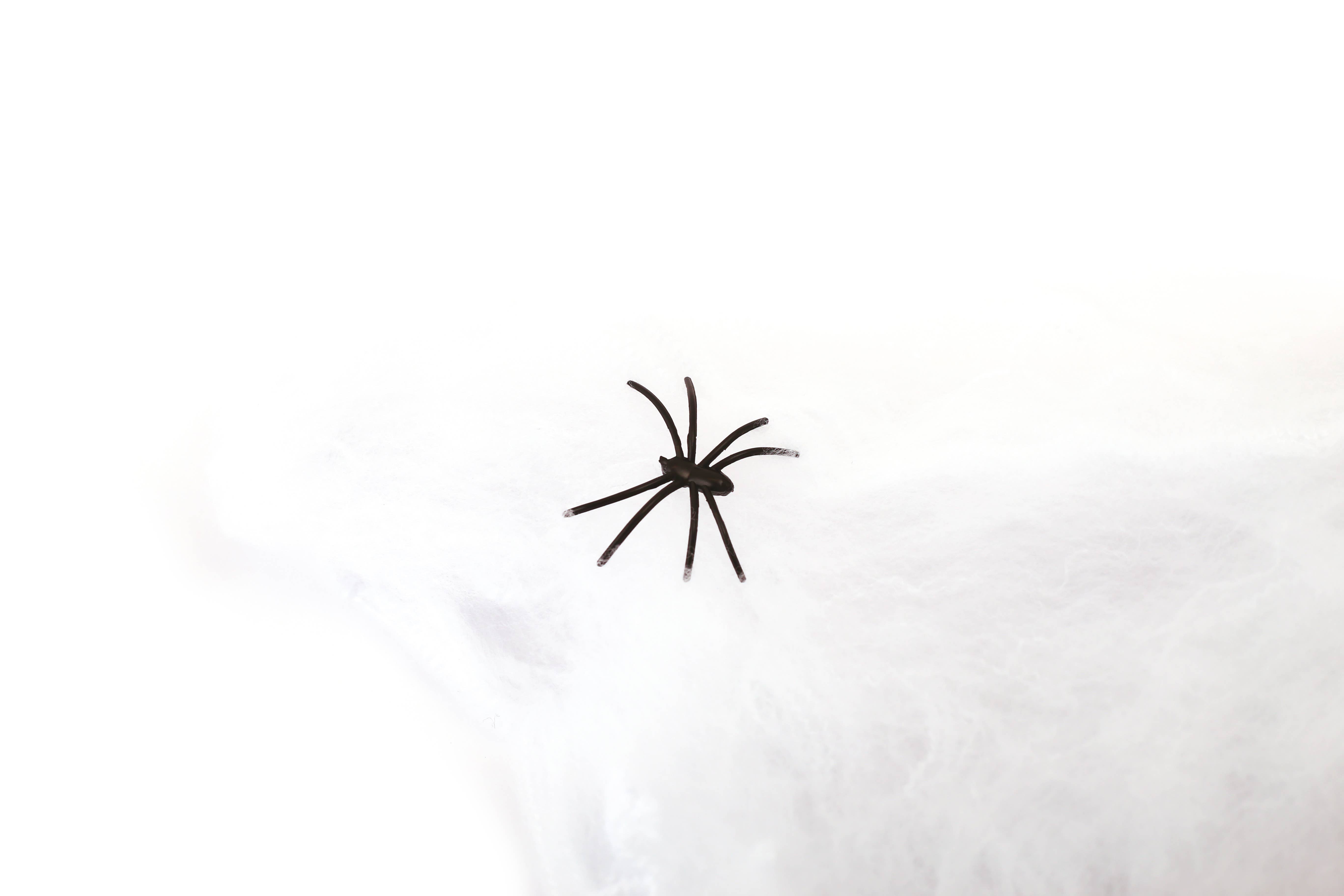 Graine Créative - Wholesale Wall Decor - Kids & Baby - HALLOWEEN SPIDER WEB3