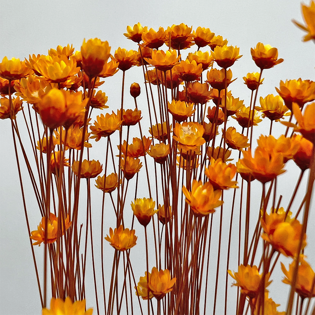 2626 Designs - Vendita all'ingrosso Fiori finti - Fiore Piccola Stella Preservato, 40-50 cm di lunghezza24