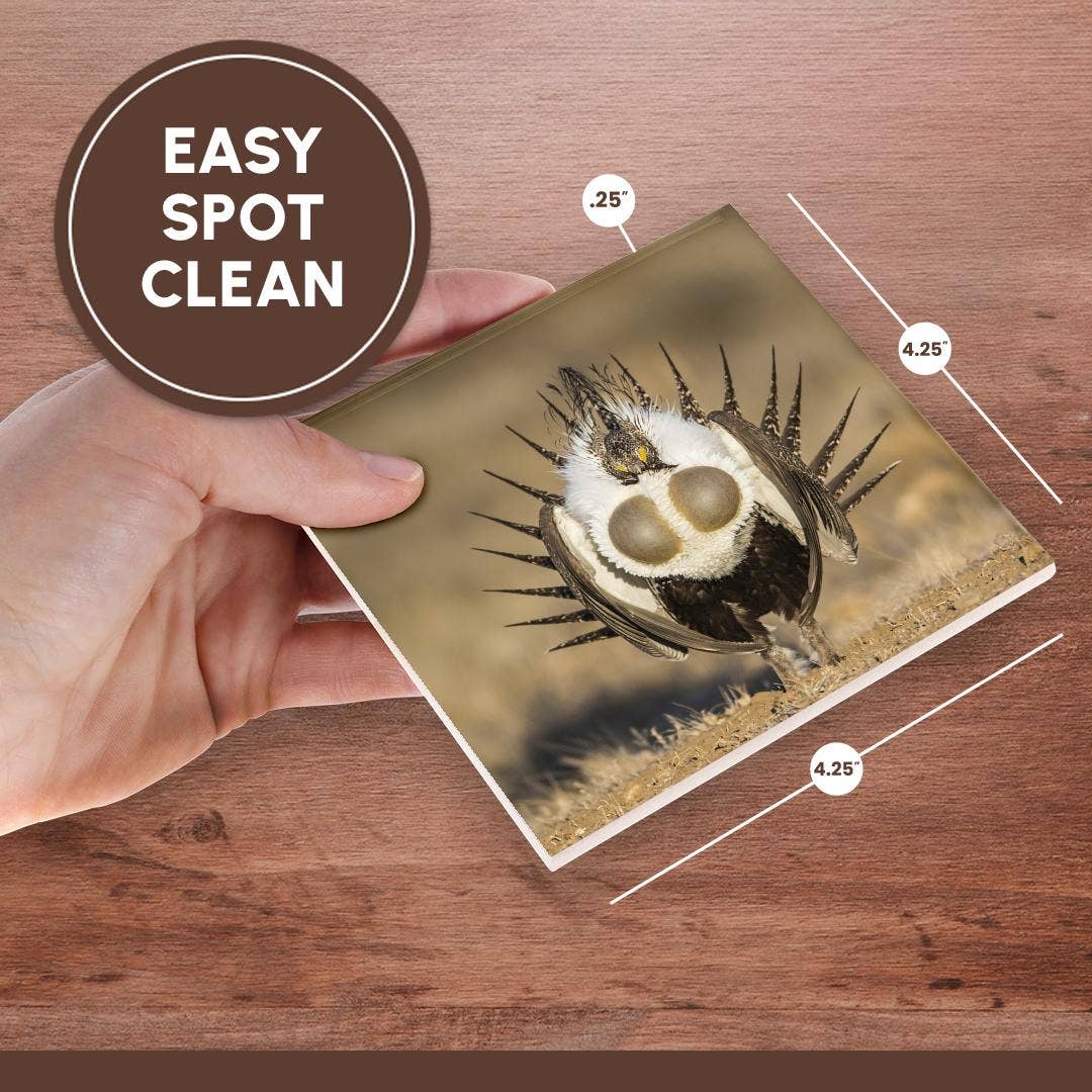 3dRose - Wholesale Coasters - 3dRose, USA, WY. Male Greater Sage Grouse displays on a lek in Spring., Coaster6