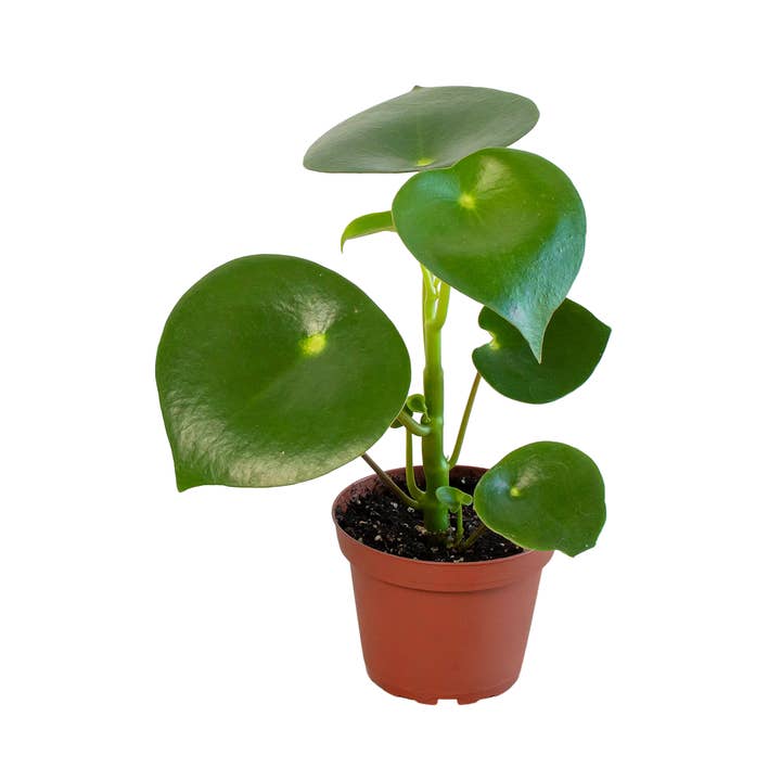 Peperomia 'Raindrop' - 4" Pot and other Purchase Wholesale raindrops. Free Returns & Net 60 Terms on Faire trending on Faire.