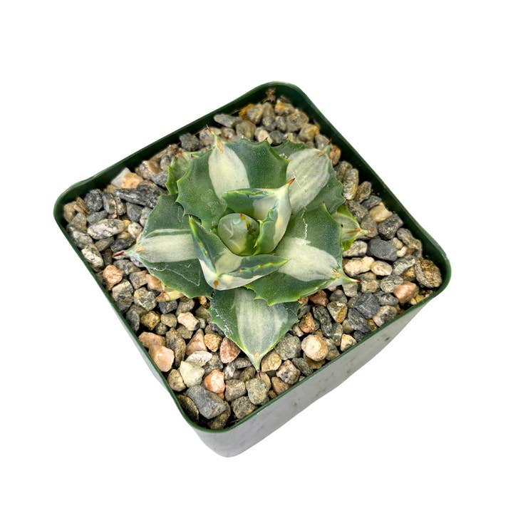 Flow State - Vente Plante - Agave Isthmensis panaché de 4" - Agave papillon – Plante