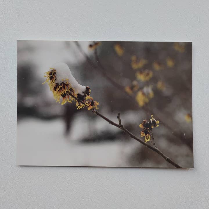 Cartolina postale - Shine Hazel (1022) per la vendita all'ingrosso da parte di SannCards