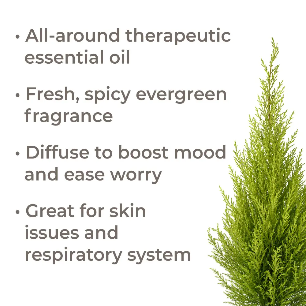Plant Therapy - Vendita all'ingrosso Olio essenziale - Olio essenziale di cipresso biologico 10 ml6