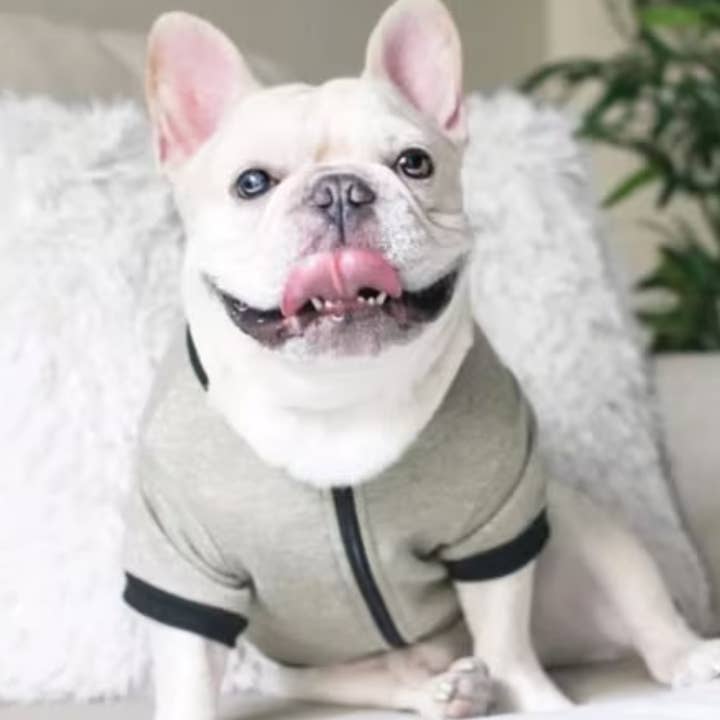 Dog Zip Up Jacket - Gold shimmer for wholesale by BOSSPUP