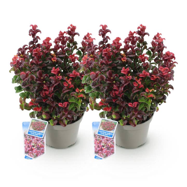 Leucothoe Curly Red – 2 plantas 17cm altura aprox. 40cm – Sempre-verde & intensamente colorido – Folhagem vermelha encaracolada – Arbusto ornamental decorativo de fácil manutenção por atacado de Oasis of Life