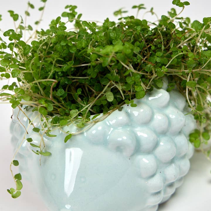 Hedgehog Ceramic Indoor Plant Pot For Succulents for wholesale by Chive UK