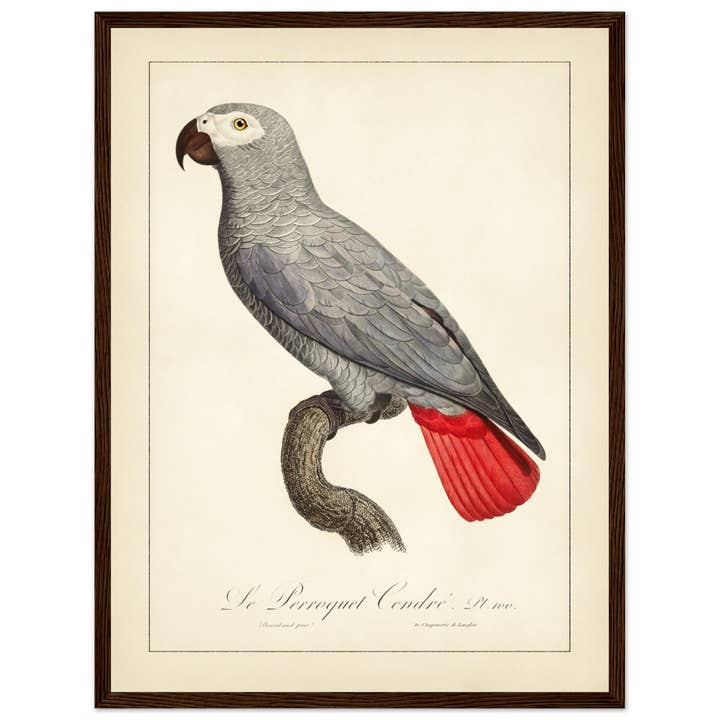 Maison de Paloma - Wholesale Art Print - Le perroquet cendré2