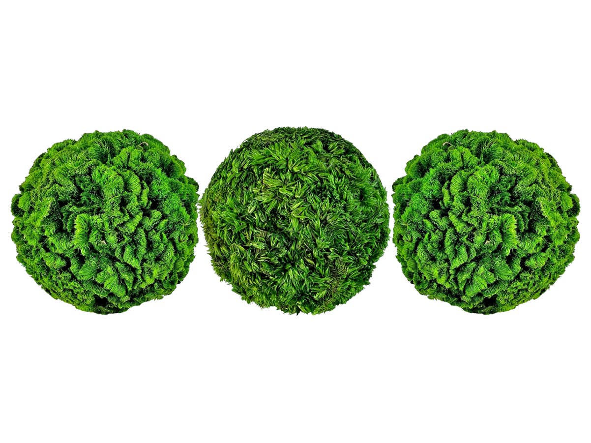 2626 Designs – wholesale Artificial plant – Box of 3 Preserved Cockscomb Topiary Balls Bowl Filler0