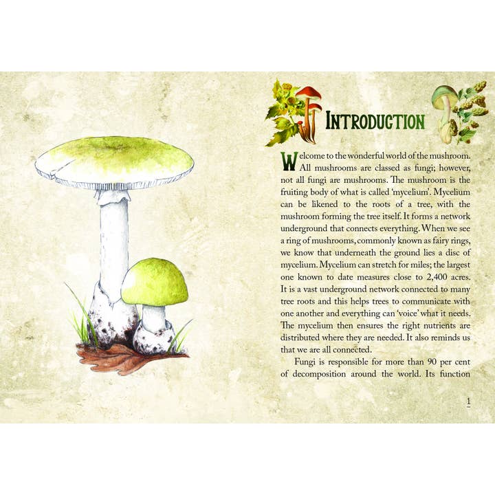 ROCKPOOL PUBLISHING - Wholesale Tarot cards - Mushroom Spirit Oracle (36 Cards & 112-Page Book)5