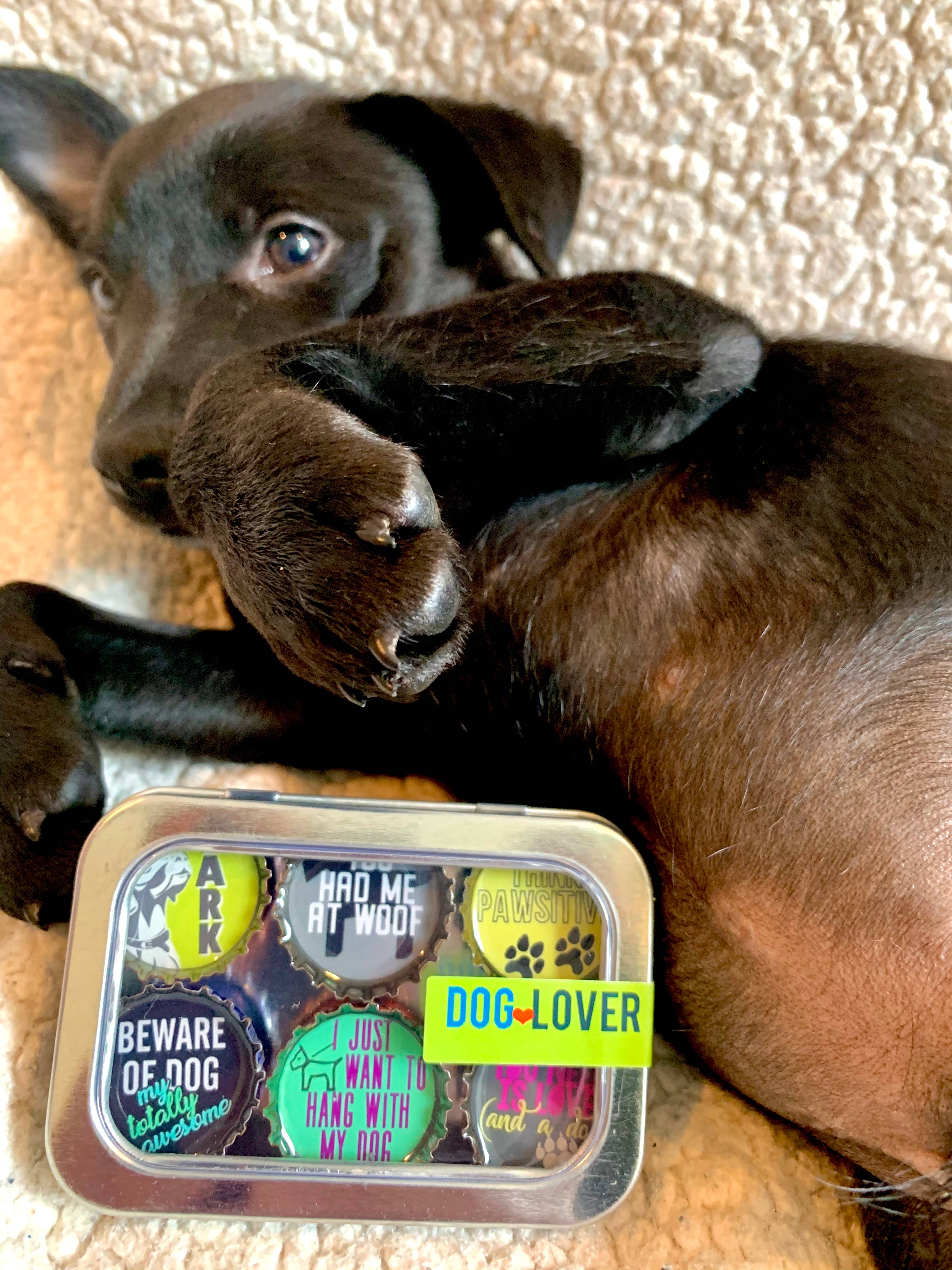 Kate's Magnets - Wholesale Magnet - Dog Lover Magnets - Fun, Handmade & Eco-friendly3