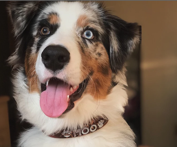 House of FurBaby - Wholesale Pet Collar - Cat/Dog - DIY Pet Collar Bar Starter Pack - High Desert- 280 Pieces9