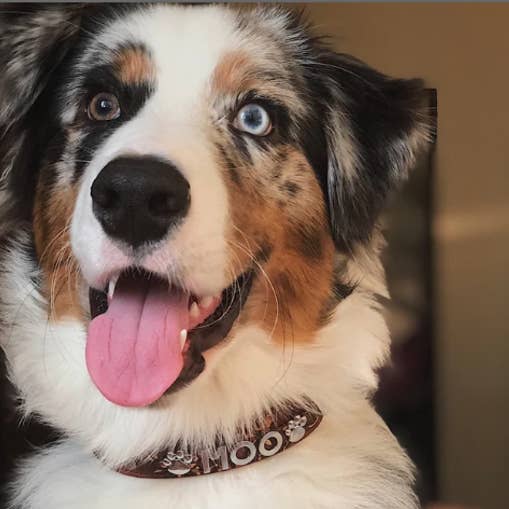 House of FurBaby - Wholesale Pet Collar - Cat/Dog - DIY Pet Collar Bar Starter Pack - High Desert- 280 Pieces9