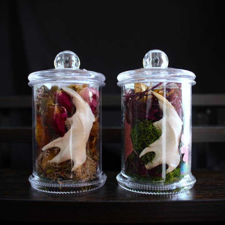 Kitty Bomb Curios - Wholesale Apothecary Jar - Mini Bone Terrarium Apothecary Jars