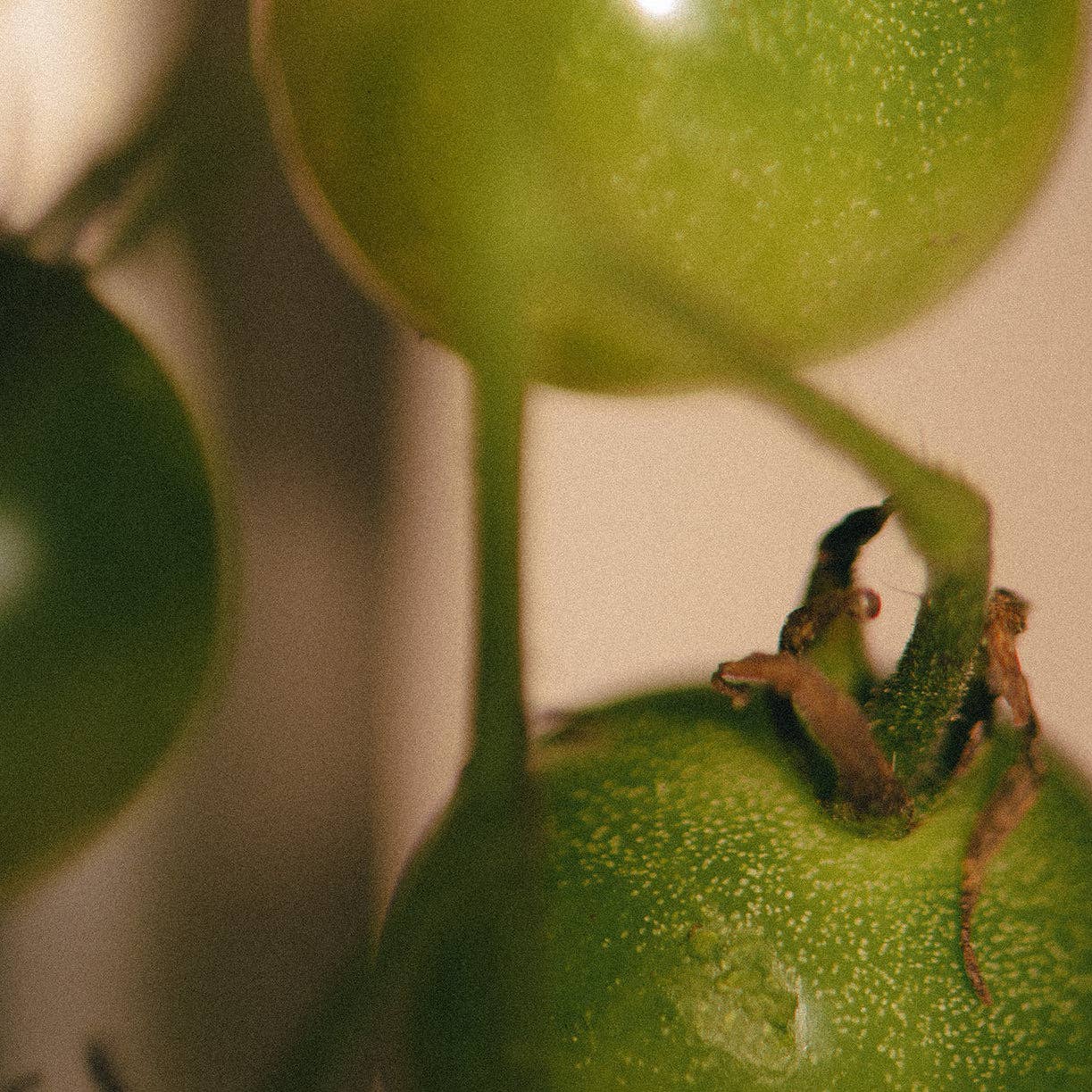 Nose Dive - Wholesale Jar/Filled Candle - Cowboy3