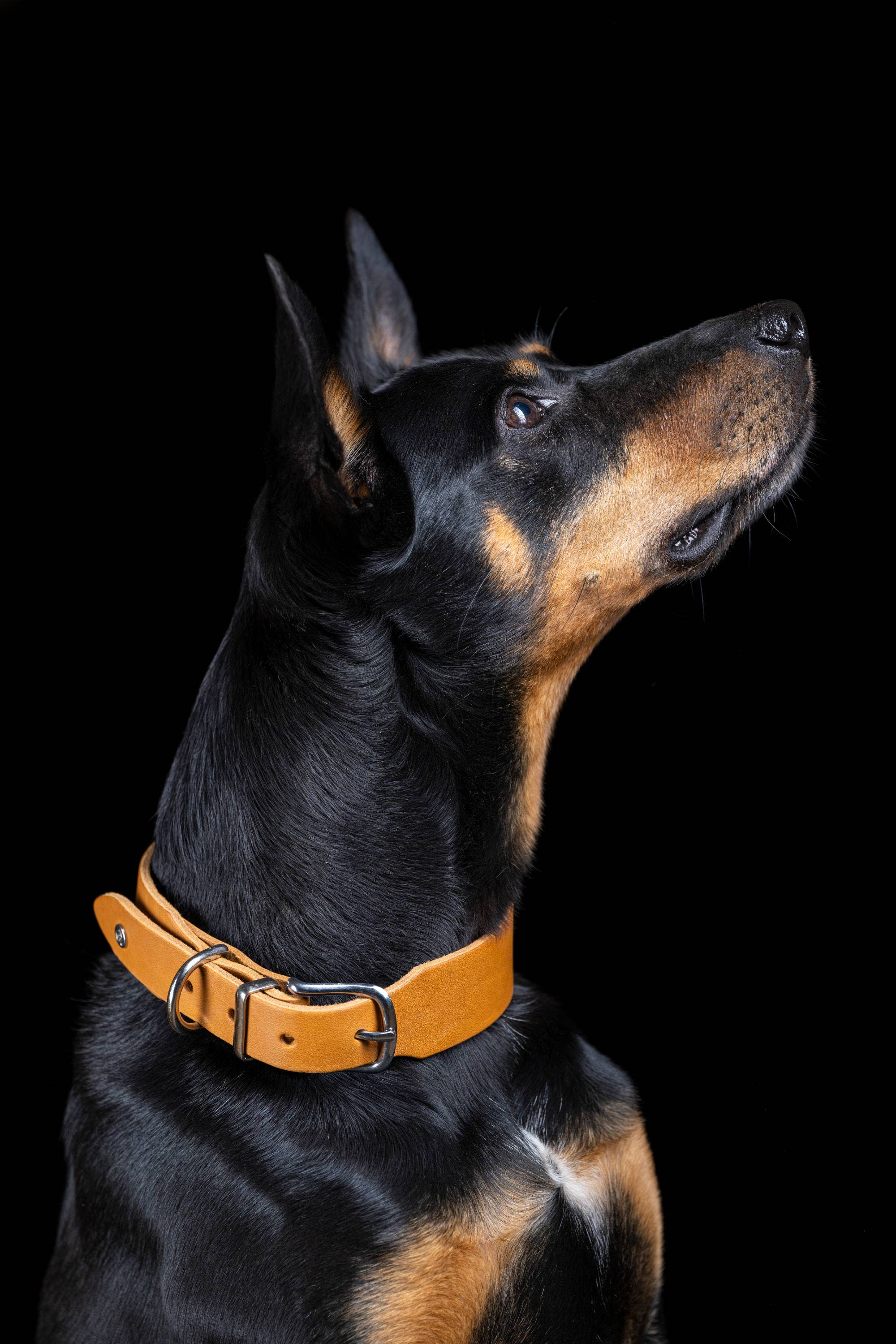 LABONI - Volentis GmbH - Vente Collier – chien - Collier pour chien GIRO en cuir souple à prise ferme25