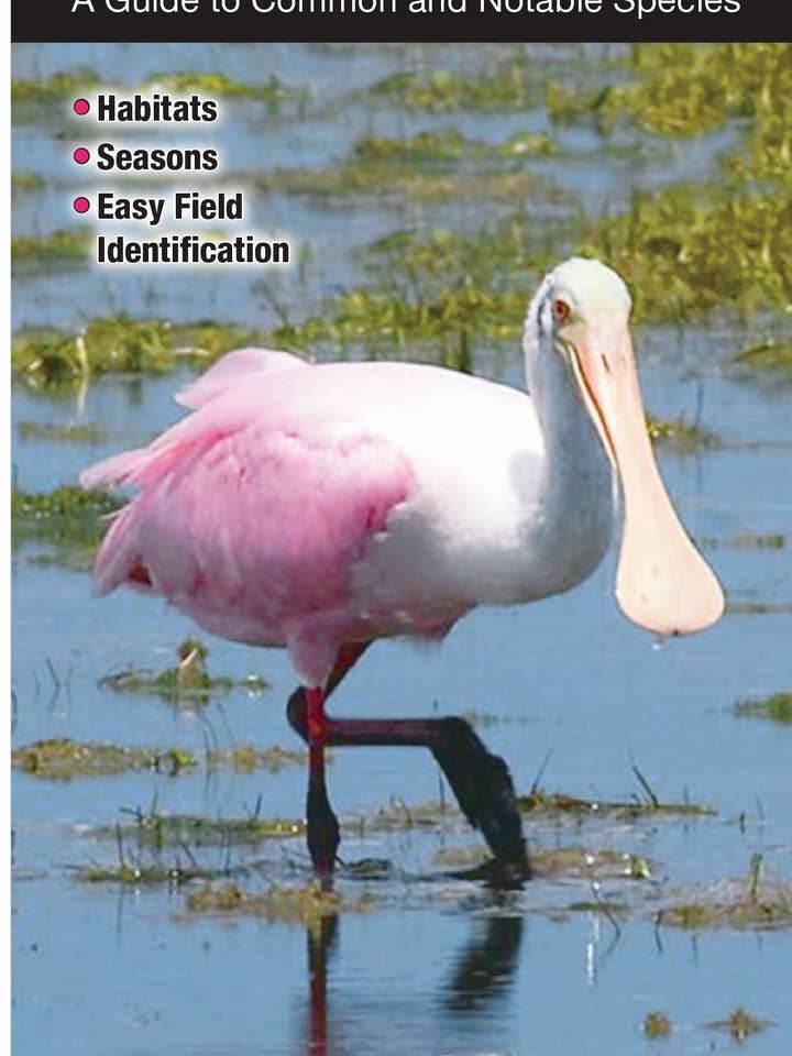 Birds of Southeast Florida for wholesale by Quick Reference Publishing, Inc