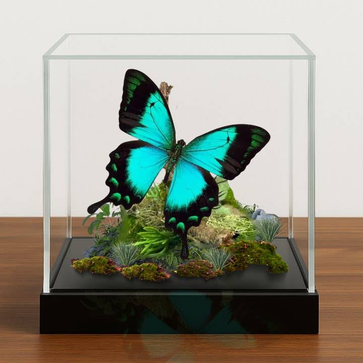 Real Blue/Green Swallowtail Butterfly Diorama -6x6x6 inch for wholesale by Instar Innovations