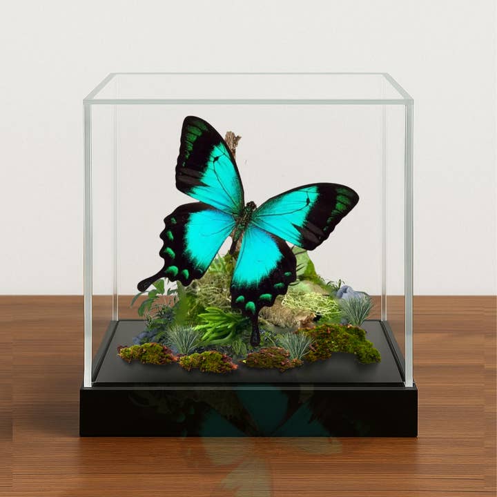 Real Blue/Green Swallowtail Butterfly Diorama -6x6x6 inch for wholesale by Instar Innovations