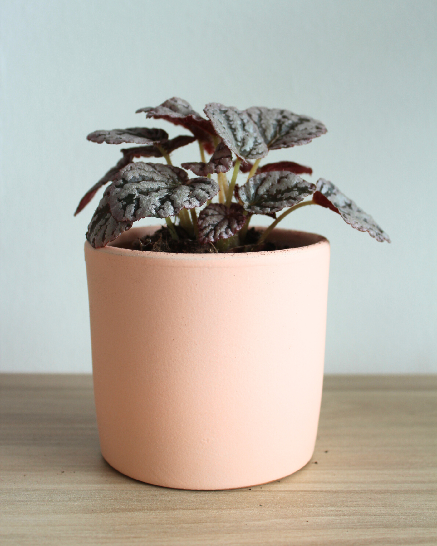 Miniplanta – wholesale Plant pot – Pink Pot 9cm2