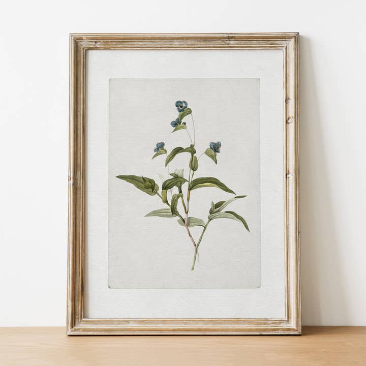 Vintage Botanical Art Print |4 for wholesale by Pink Lemon Decor