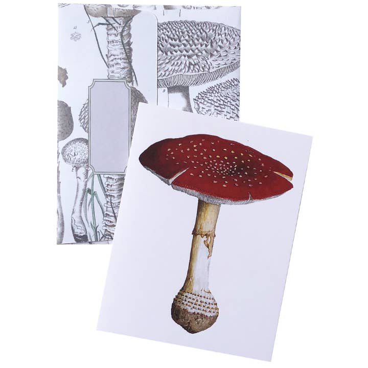 Artistry Cards - Wholesale Stationery/Notecard Set - Boxed Set of 8 Vintage Mushroom Greeting Cards9