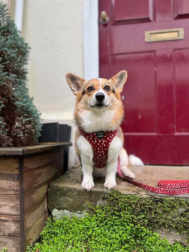 Pet Pooch Boutique - Venta al por mayor Correa - Perros - Correa para perro de setas amapola - Reversible (rojo)5