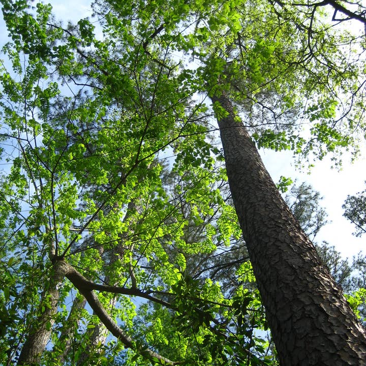 Looking Up At Augusta National Golf Club Photographic Print for wholesale by Sarah’s Card Co.