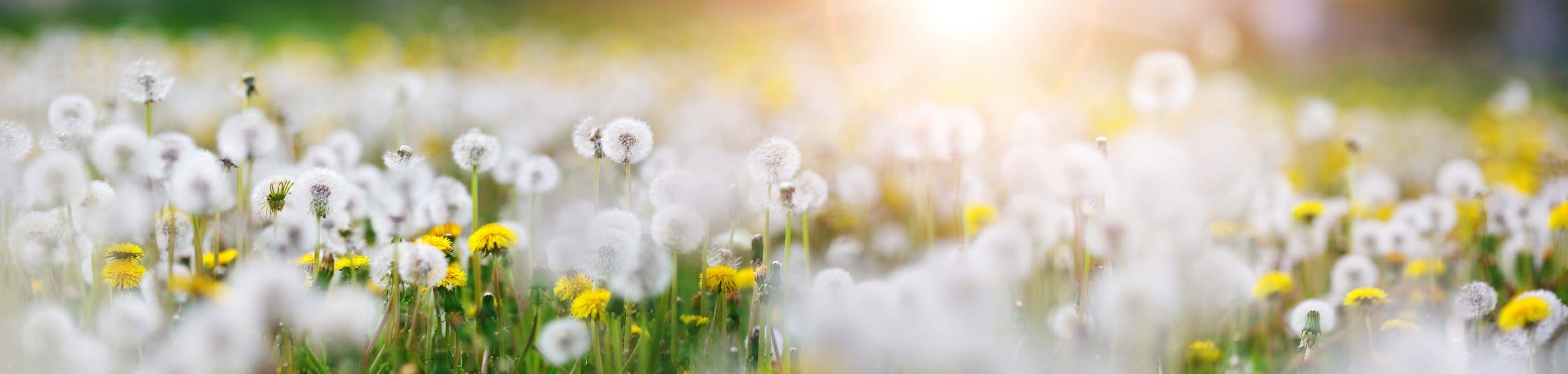 Havuka - Vente Crème hydratante pour le visage - Crème pour le visage Five-Herb3