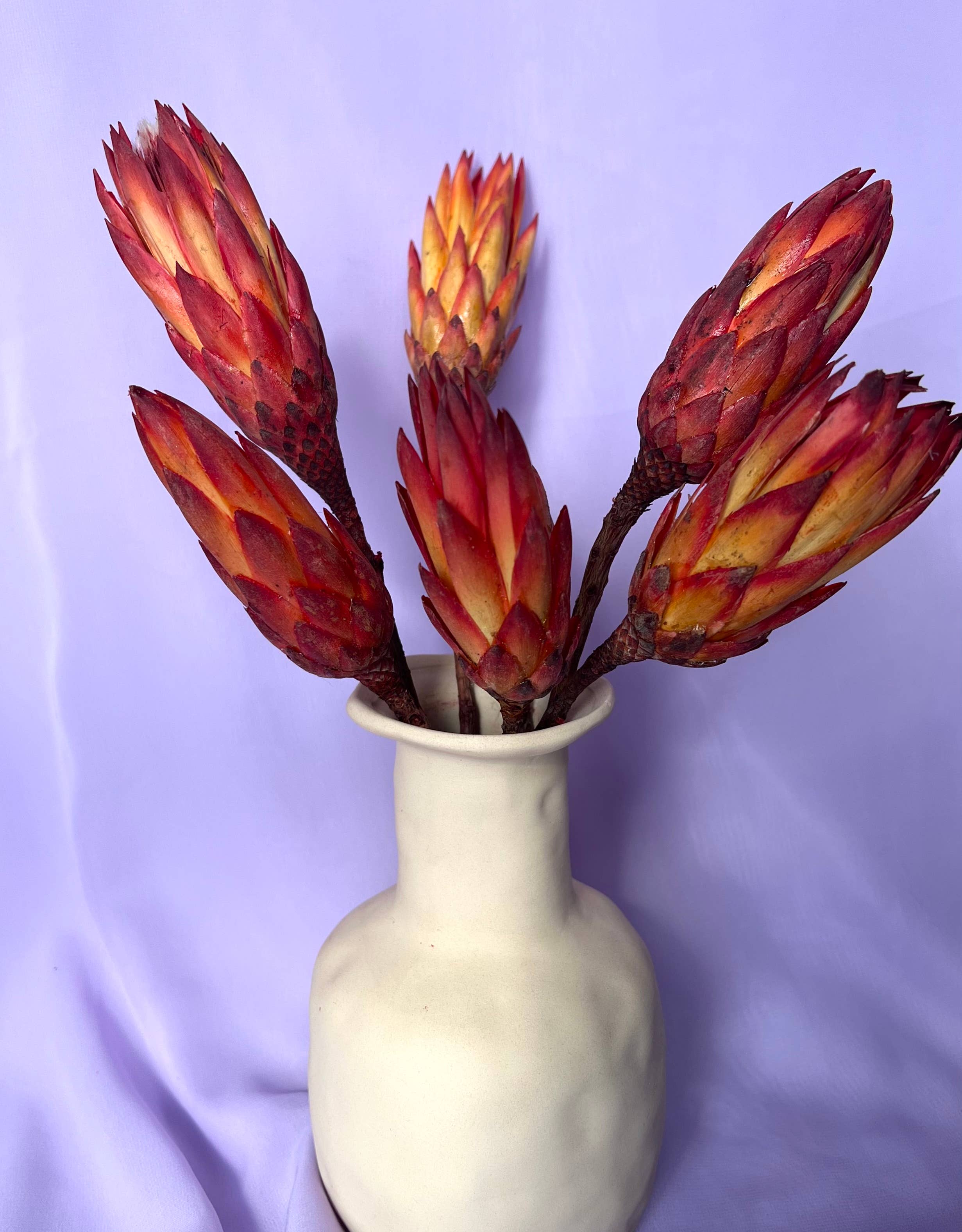 Saslittlevillage - Venta al por mayor Flores secas/prensadas - Protea seca natural roja - una pieza2