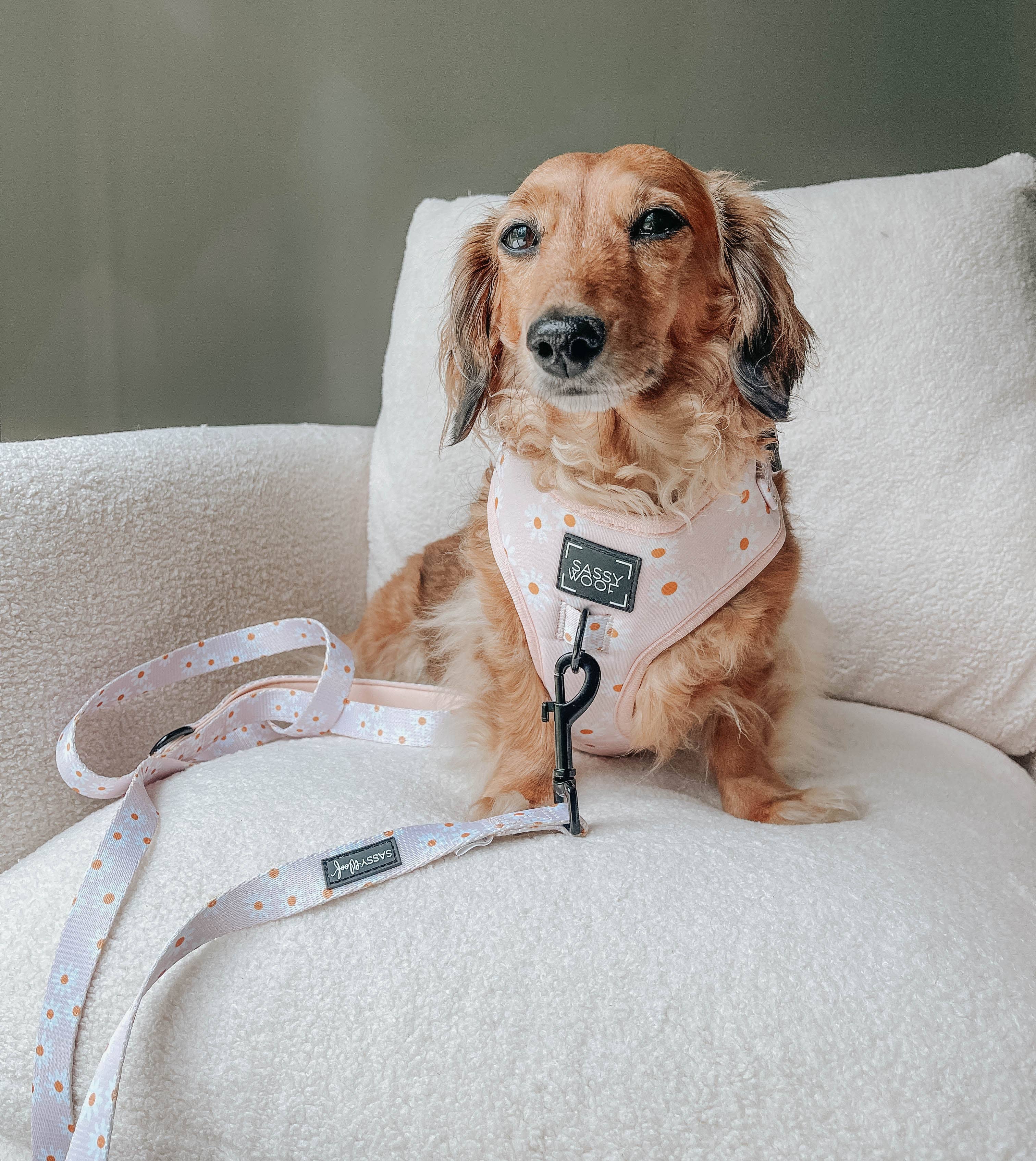 SASSY WOOF - Wholesale Pet Harness - Dog - Dog Adjustable Harness - Dainty Daisy7