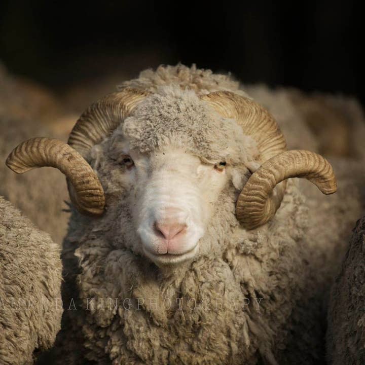 Smiley Sam for engroshandel hos By The Horns