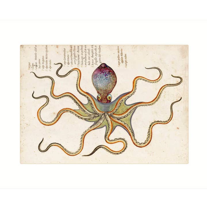 Octopus | Blank Greeting Card for wholesale by Lucca Paperworks